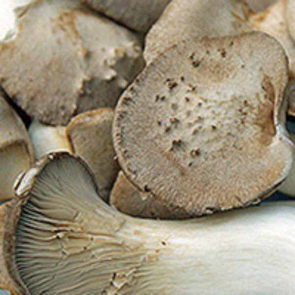 Produktfoto zu Kräuterseitlinge