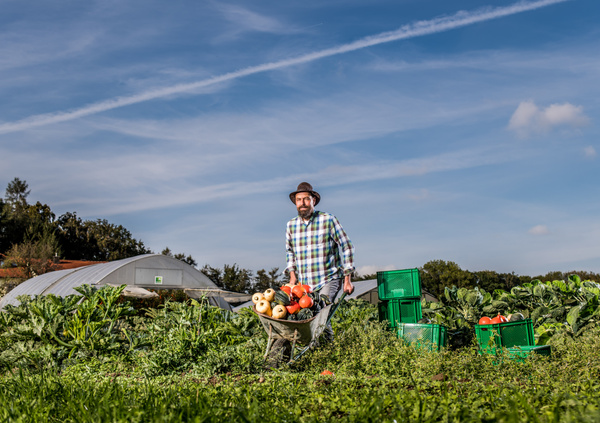 KI generiert: Ein Mann auf einem Feld mit einer Schubkarre voller Kürbisse; im Hintergrund Gewächshaus und Gemüse.