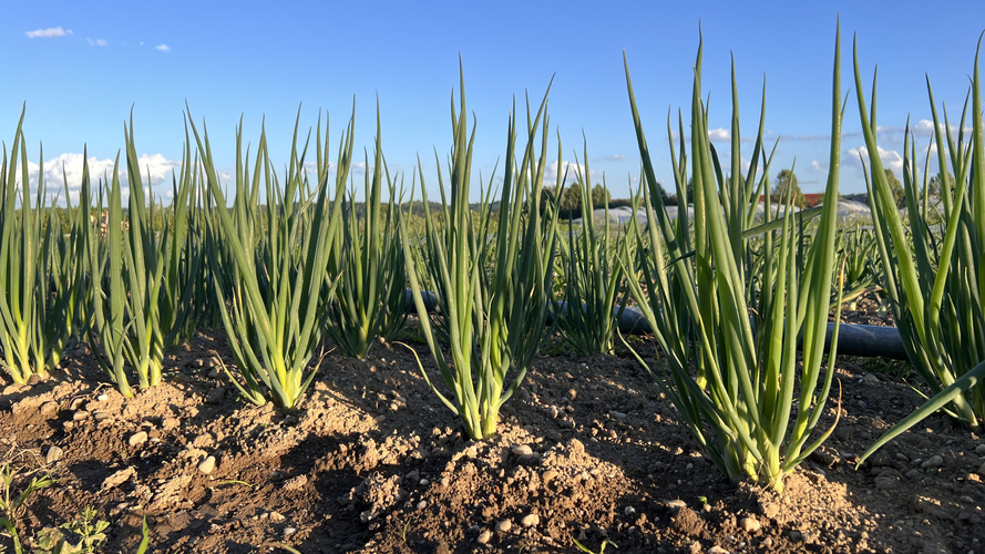 KI generiert: Reihen von Zwiebelpflanzen in einem sonnigen Feld, blauer Himmel im Hintergrund.