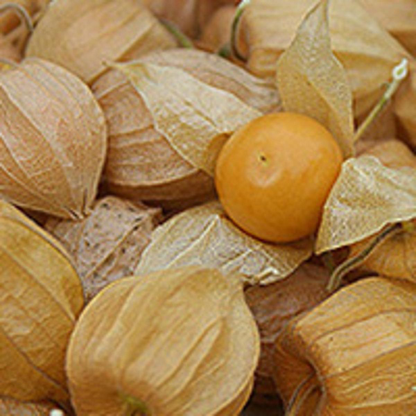 Produktfoto zu Physalispflanze