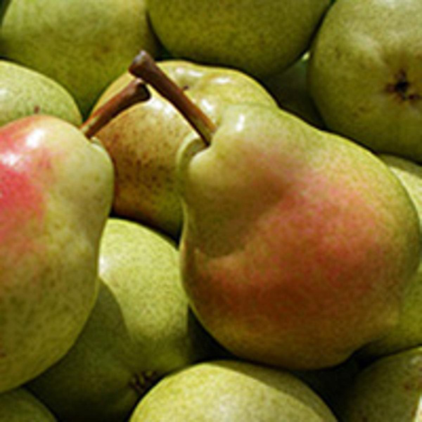 Produktfoto zu Birnen 'Williams'