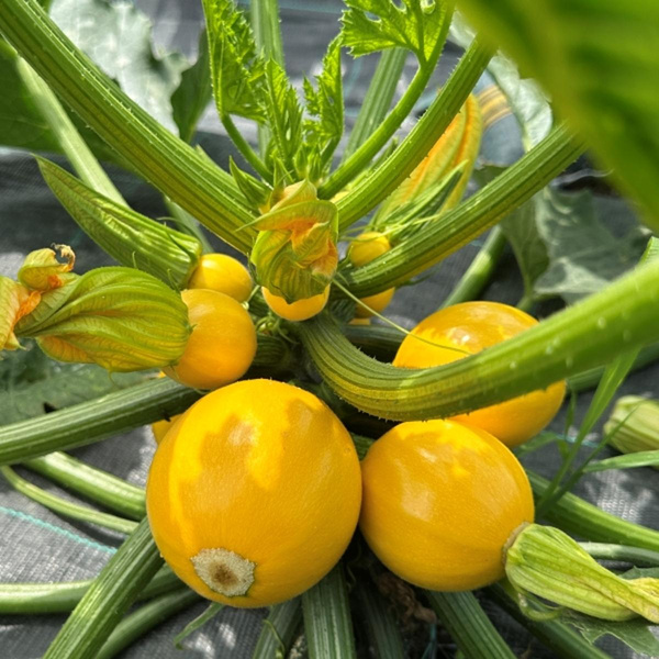 Produktfoto zu Zucchini gelb rund