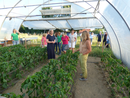 KI-generierte Beschreibung: Gruppe von Menschen in einem Gewächshaus mit Tomatenpflanzen.