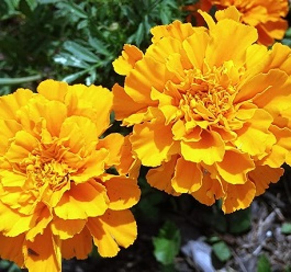 Produktfoto zu NEU: Tagetes im Topf