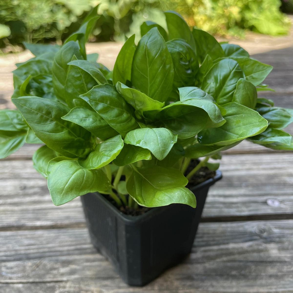 Produktfoto zu Basilikumtopf