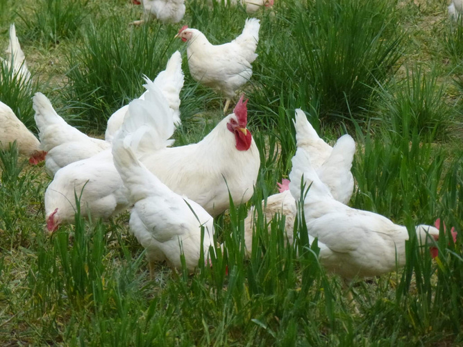 KI generiert: Weiße Hühner picken im Gras auf einer Wiese in grüner Umgebung.