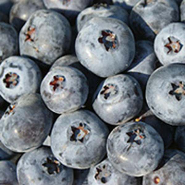 Produktfoto zu Heidelbeeren 125 g