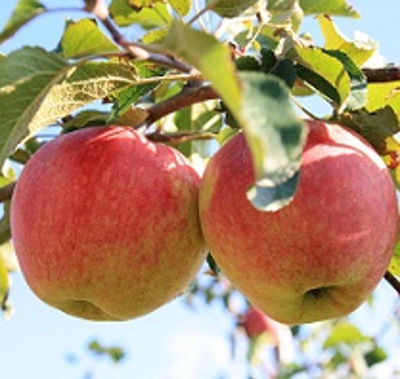 Produktfoto zu Äpfel Reanda