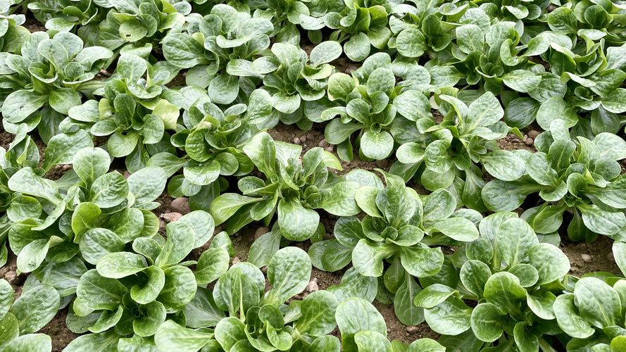 KI generiert: Ein Feld voller grünem Feldsalat in enger Anordnung.