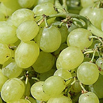 Produktfoto zu Trauben weiß KERNLOS
