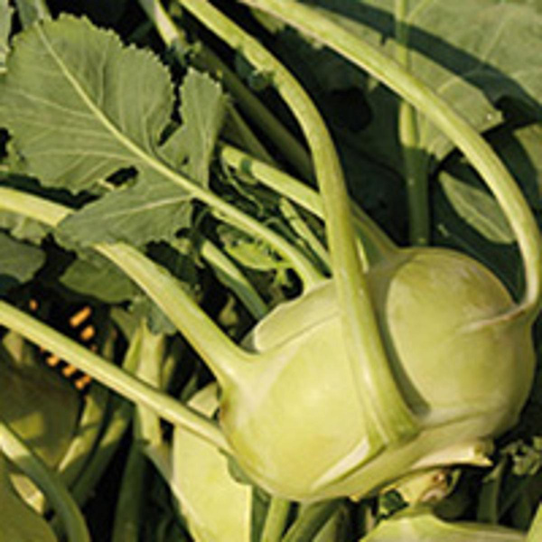 Produktfoto zu Kohlrabi