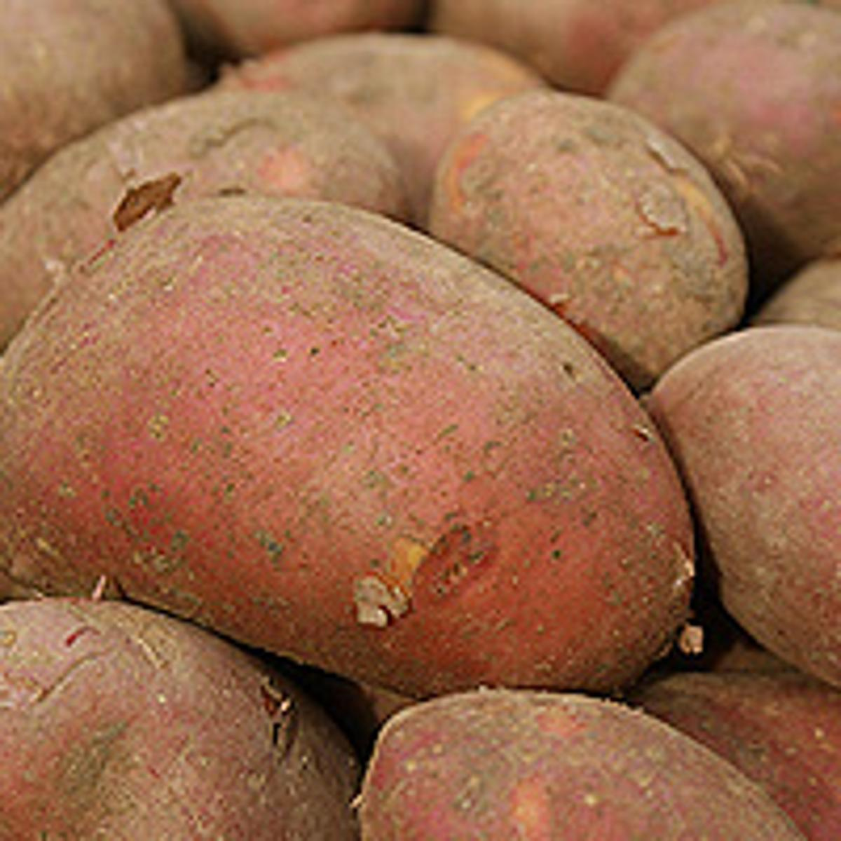 Kartoffel 'Laura' rotsch. vfk.