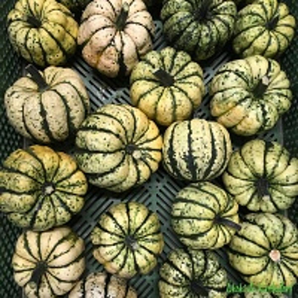 Produktfoto zu Kürbis Sweet Dumpling