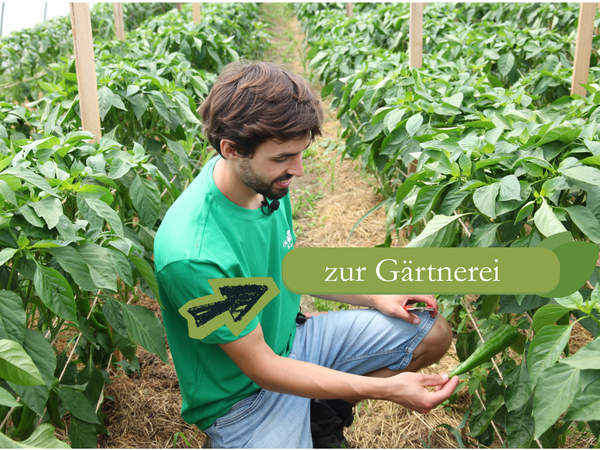 KI generiert: Ein Mann in einem Gewächshaus mit Pflanzen. Text: "zur Gärtnerei".