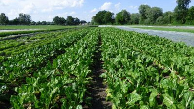 KI generiert: Ein weites Feld mit grünen Gemüsepflanzen an einem sonnigen Tag.