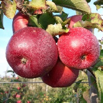 Produktfoto zu Äpfel 'Admiral'