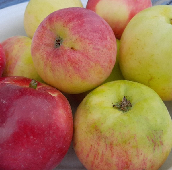 Produktfoto zu Frühäpfel mix