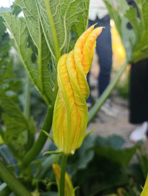 KI-generierte Beschreibung: Hauptinhalt: Gelbe Bananen an der Staude.