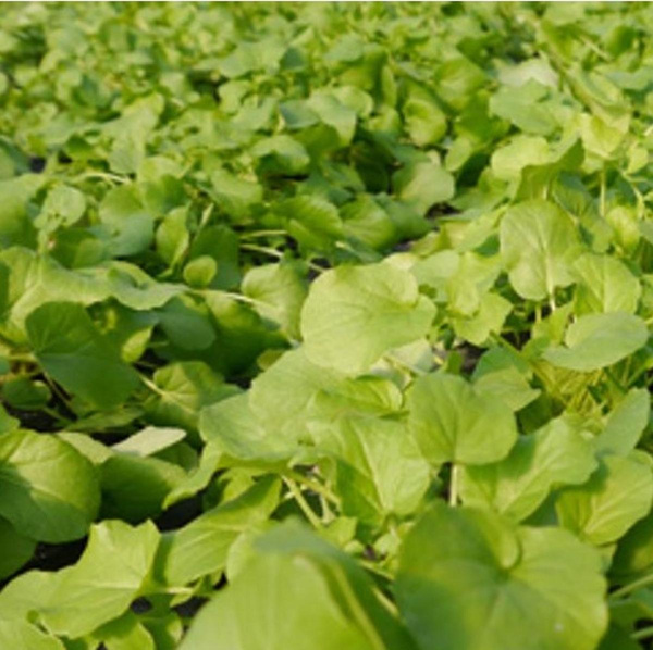 Produktfoto zu Winterkresse (Barbarakraut)