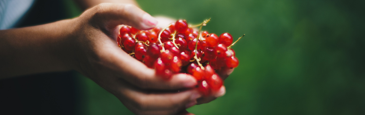 KI generiert: Das Bild zeigt Hände, die eine Menge roter Johannisbeeren halten. Der Fokus liegt auf den leuchtend roten Früchten vor einem unscharfen grünen Hintergrund.