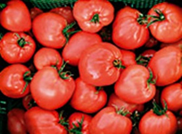 Produktfoto zu Tomatenpflanze Ochsenherz