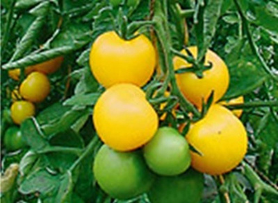 Produktfoto zu Tomatenpflanze Goldene Königin