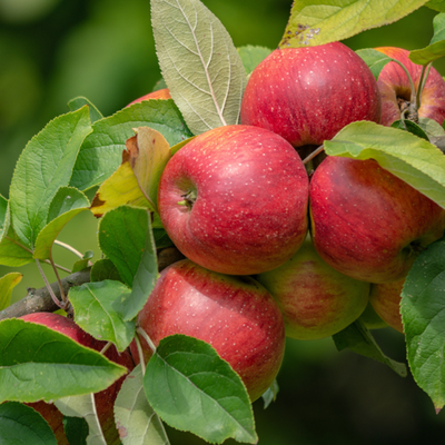 Produktfoto zu Äpfel Mairac