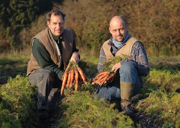 KI generiert: Zwei Männer halten Karottenbündel auf einem Feld in den Händen.