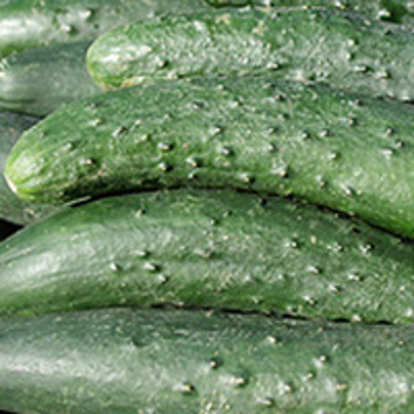 Produktfoto zu Landgurken