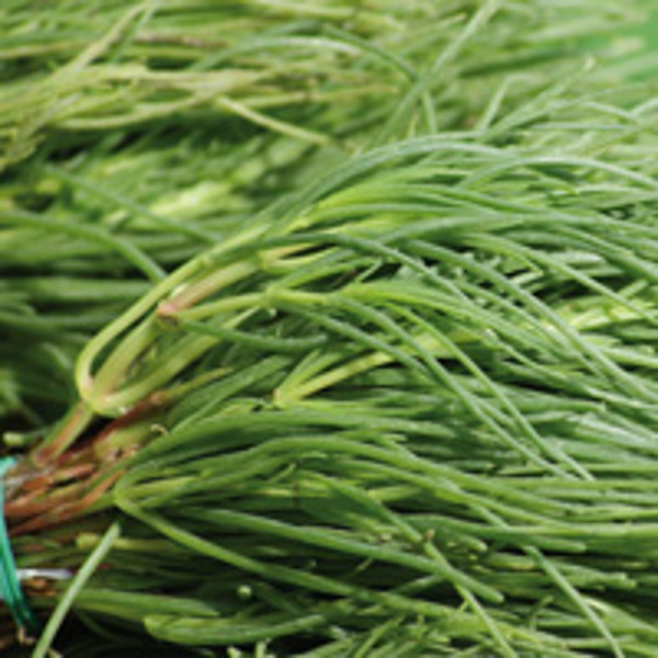 Produktfoto zu Roscano Agretto (Mönchsbart)