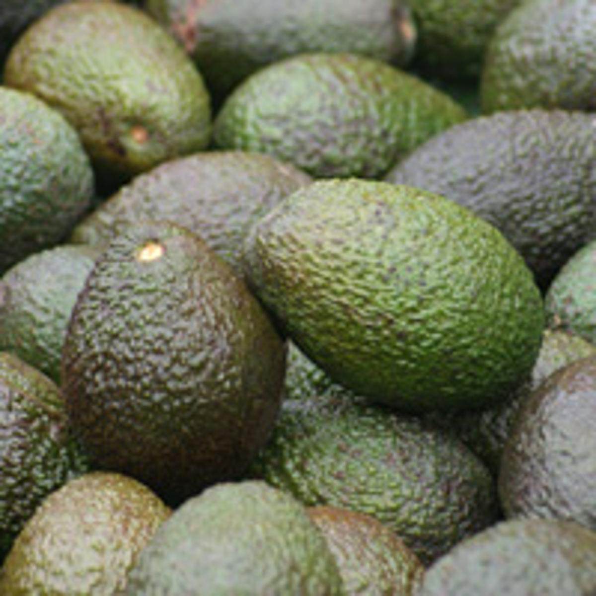Avocado Hass