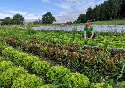 KI generiert: Eine Person arbeitet auf einem Feld mit grünen und roten Salatköpfen.