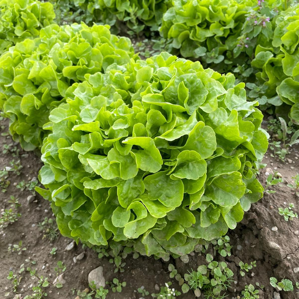 Produktfoto zu Eichblatt grün