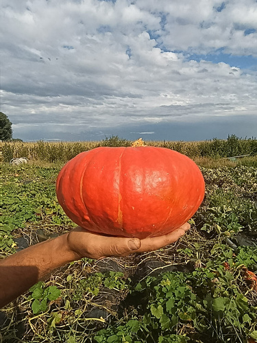 KI generiert: Salatköpfe wachsen in geordneten Reihen auf einem Feld. Keine Texte vorhanden.