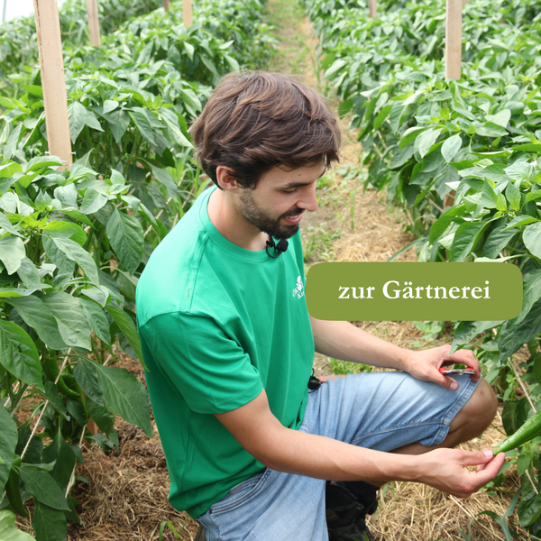 KI generiert: Ein Mann in einem Gewächshaus prüft Pflanzen. Text: "zur Gärtnerei".