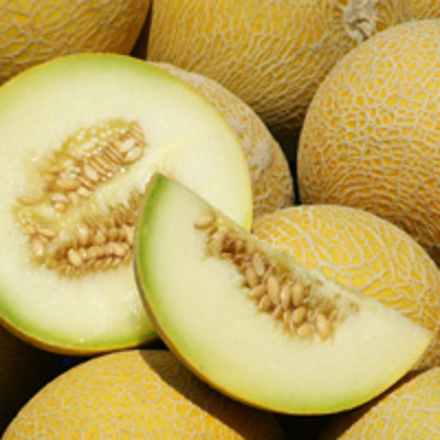 Produktfoto zu Melone Galia