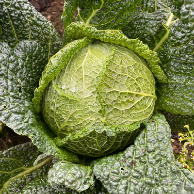 Produktfoto zu Wirsing kg