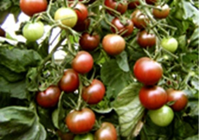 Produktfoto zu Tomatenpflanze Black Cherry