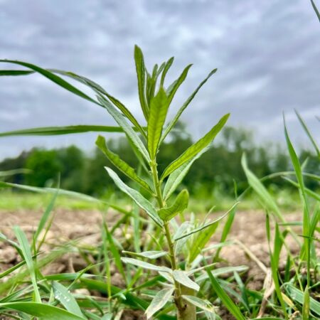 KI generiert: Eine junge Pflanze wächst auf einem Feld unter einem bewölkten Himmel.