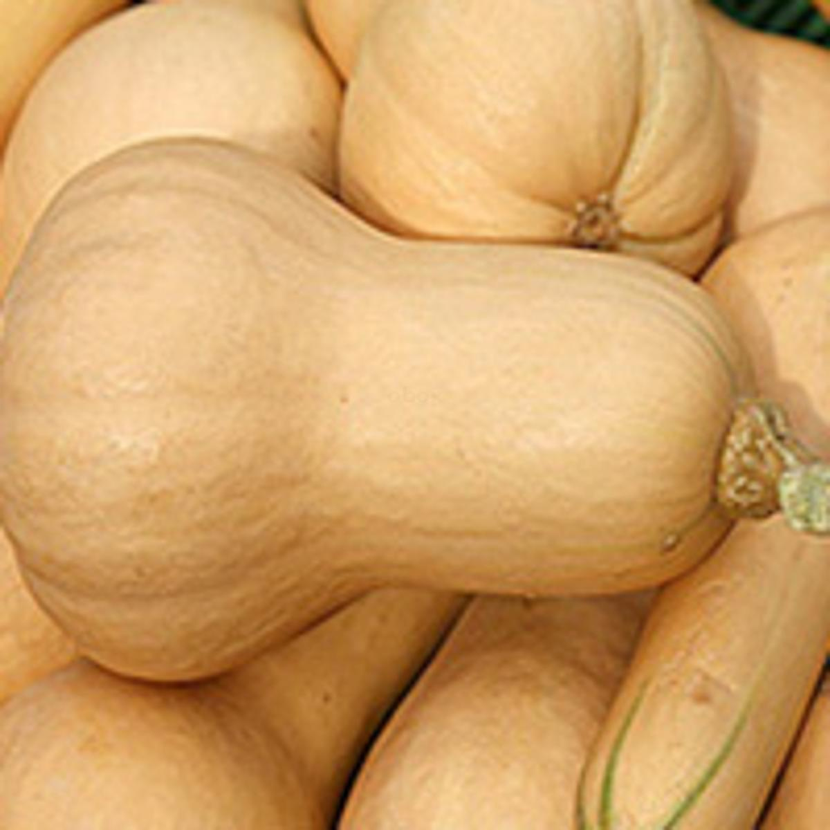 Kürbis Butternut