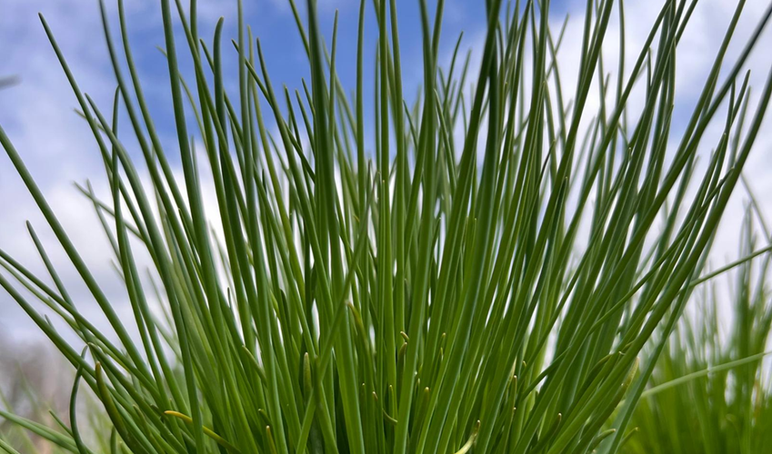 KI generiert: Nahaufnahme von grünen Grashalmen vor blauem Himmel.