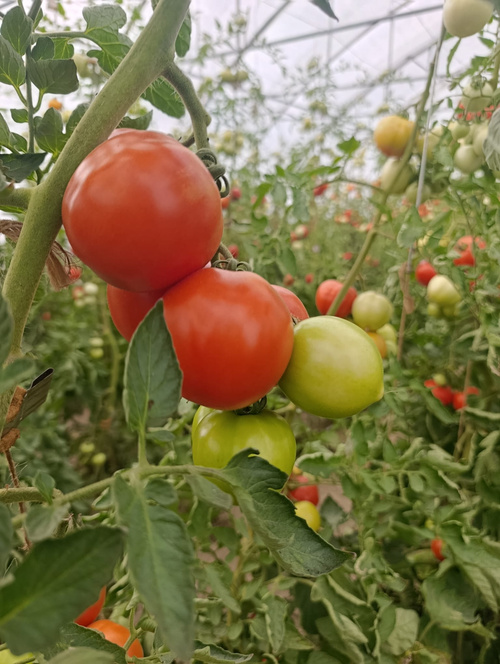 KI generiert: Ein lila Kohlrabi wächst im Gartenboden, umgeben von grünen Blättern.