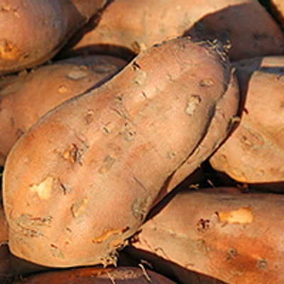 Produktfoto zu Süßkartoffel (Batate)