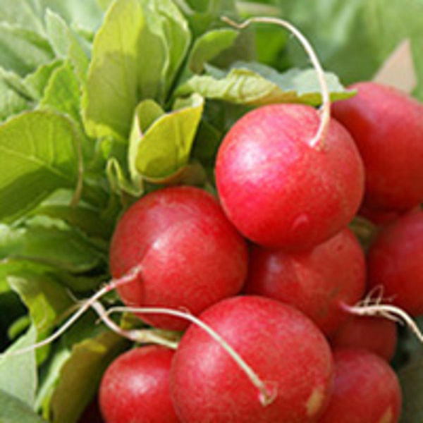 Produktfoto zu Radieschen regio