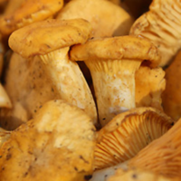 Produktfoto zu frische Pfifferlinge aus Bio-zertifizierter Wildsammlung !