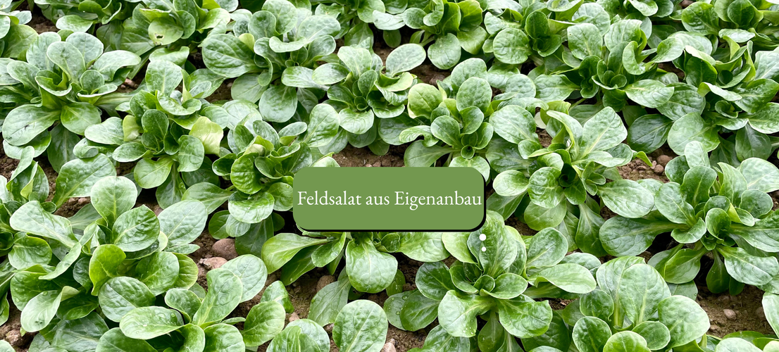 KI generiert: Feldsalat wächst dicht beieinander. Text: "Feldsalat aus Eigenanbau".