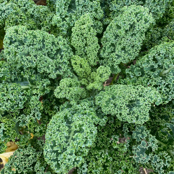 Produktfoto zu Grünkohl