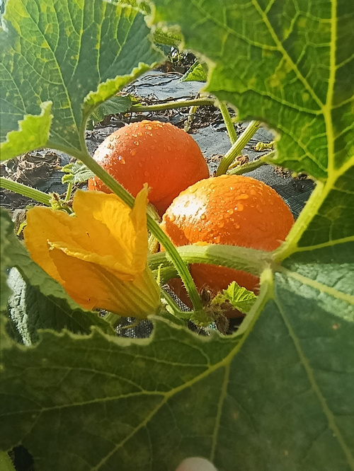KI generiert: Felder mit grünem und violettem Gemüse in Reihen angebaut.