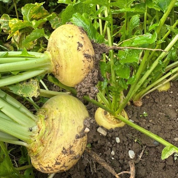 Produktfoto zu Herbstrübchen