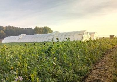 KI generiert: Ein Gewächshaus auf einem grünen Feld im Sonnenlicht.